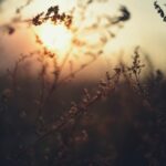 The sun is setting over a field of tall grass