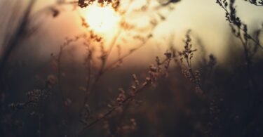 The sun is setting over a field of tall grass