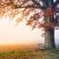 tree, park bench, autumn