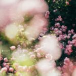 A bunch of flowers that are in the grass