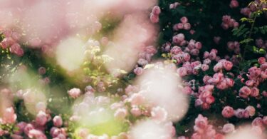 A bunch of flowers that are in the grass