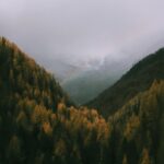 A forest filled with lots of trees under a cloudy sky