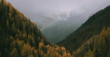 A forest filled with lots of trees under a cloudy sky