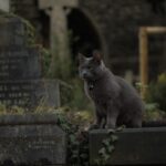 siamese cat on gray stone during daytime