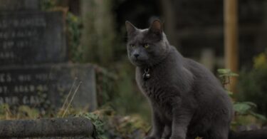 siamese cat on gray stone during daytime