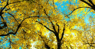 low-angle photography of yellow leafed trees