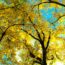 low-angle photography of yellow leafed trees