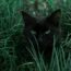 black cat hiding behind green grass