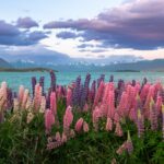 A field of flowers next to a body of water