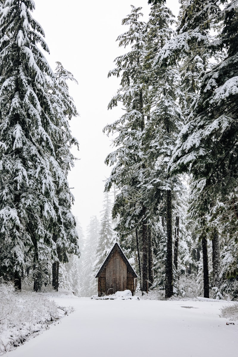 A small cabin in the middle of a snowy forest