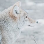 A wolf standing in the snow with its eyes closed