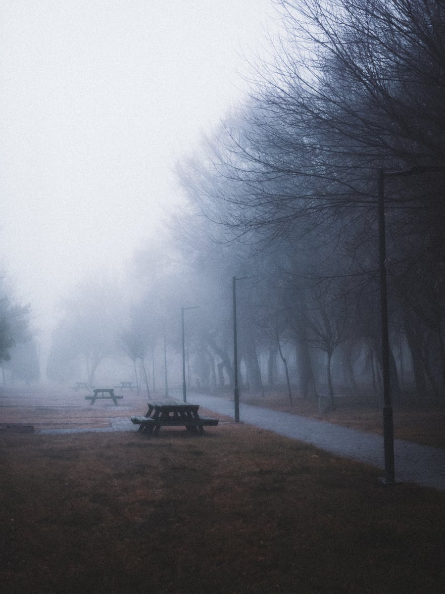 Atmospheric foggy park scene with empty benches and bare winter trees.