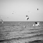 Majestic seagulls soaring above a calm ocean in monochrome.