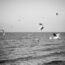 Majestic seagulls soaring above a calm ocean in monochrome.