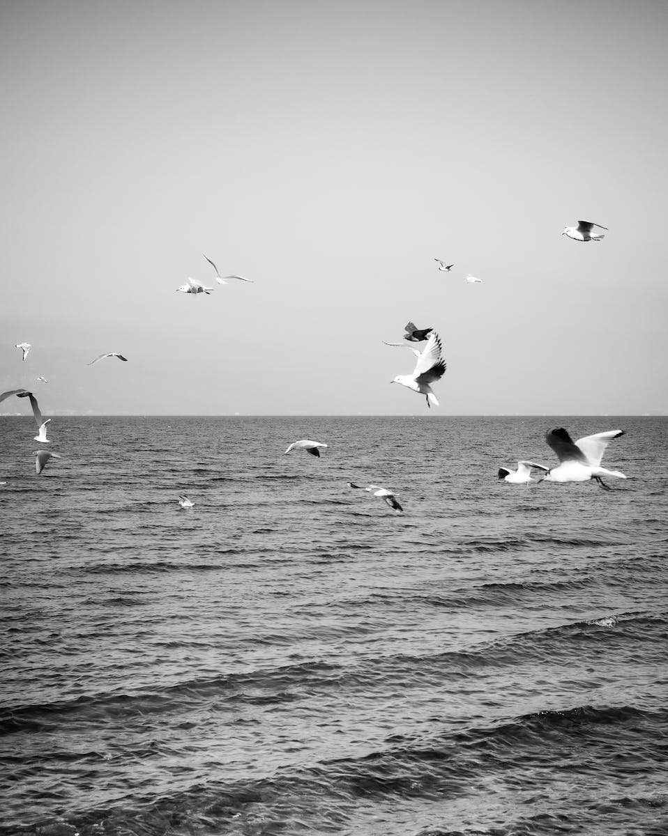 Majestic seagulls soaring above a calm ocean in monochrome.