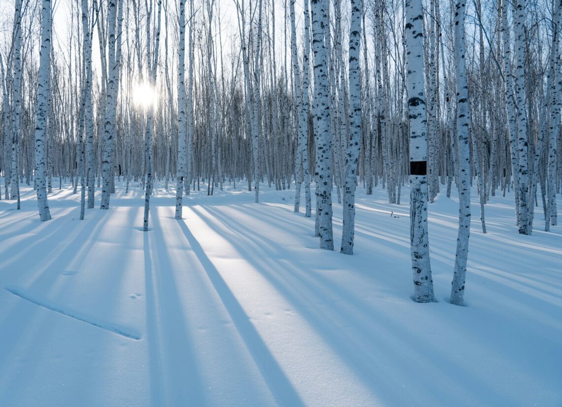 A snow covered forest filled with lots of trees