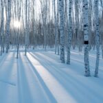 A snow covered forest filled with lots of trees