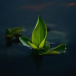 A green leaf floating on top of a body of water