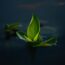 A green leaf floating on top of a body of water