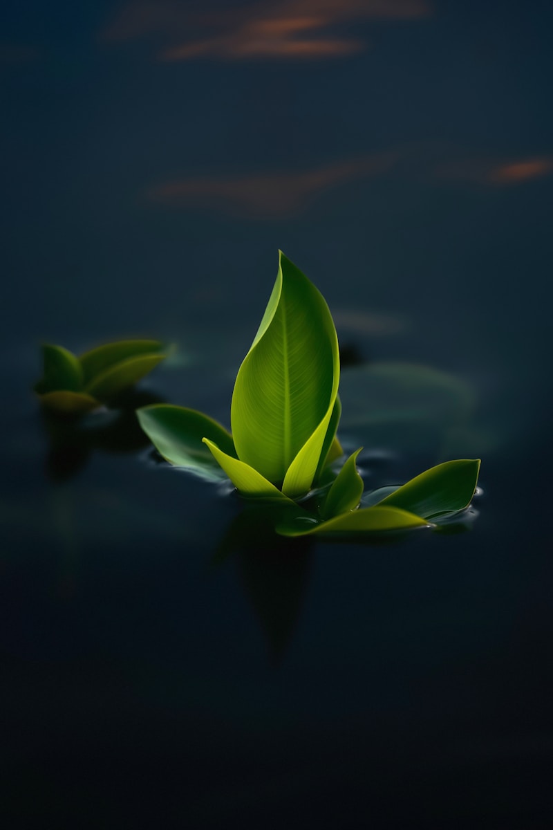 A green leaf floating on top of a body of water