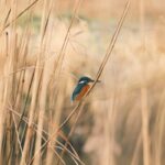 A small bird sitting on top of a dry grass field