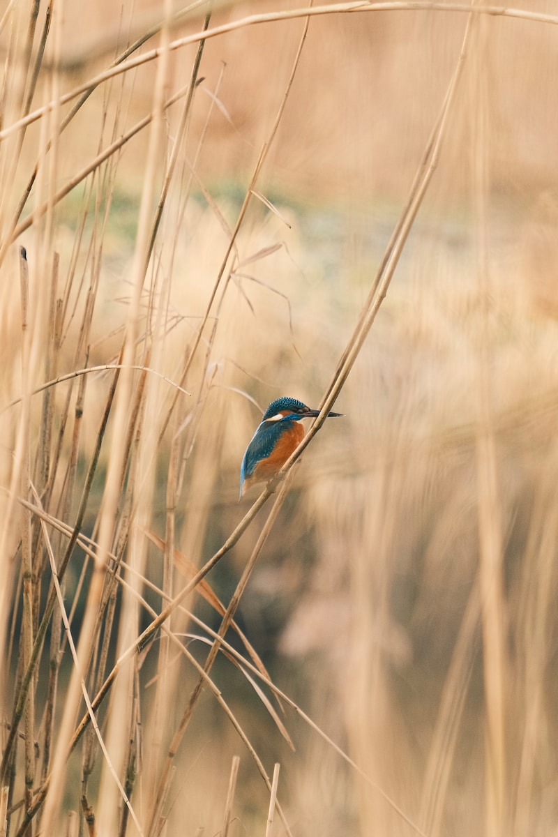 A small bird sitting on top of a dry grass field